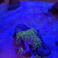サンゴ スターポリプ② の画像