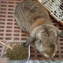 ウサギ　里親募集