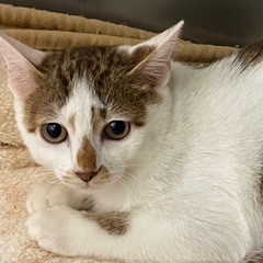 生後３カ月の女の子です。避妊手術済みです。