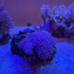 サンゴ ウミアザミ①の画像