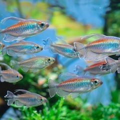 コンゴテトラＭサイズの画像