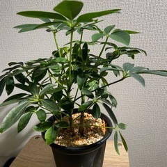 観葉植物 カポックの画像