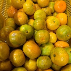 【受付終了】極早生みかん☆5kg☆サイズ混合※No.9の画像
