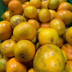 ☆極早生みかん☆サイズ混合☆1袋100円の画像