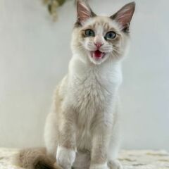 11月９日(日)三鷹で猫の譲渡会🐹❤️🐹シャム系の男の子　…