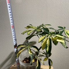 観葉植物 カポック ハッピーイエローの画像