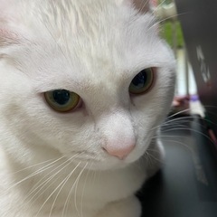 とてもかわいい　優しい白猫くん