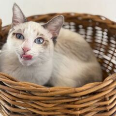 11月９日(日)三鷹で猫の譲渡会🐹❤️🐹シャム系の男の子　…