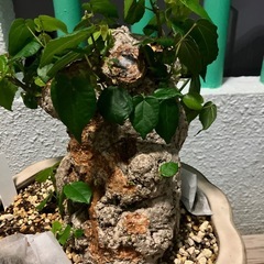 オオハマボウ　ユウナ　盆栽　塊根の画像