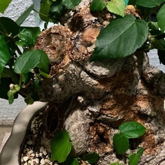 オオハマボウ　ユウナ　盆栽　塊根の画像