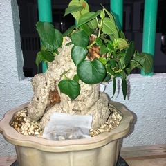 オオハマボウ　ユウナ　盆栽　塊根の画像