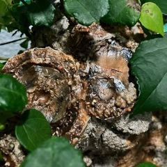 オオハマボウ　ユウナ　盆栽　塊根の画像