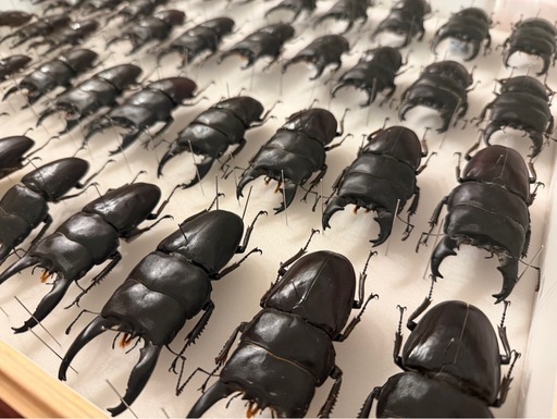 クワガタ カブトムシ 他多数 標本