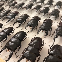 クワガタ 標本　アルキデスヒラタクワガタ　 1ケースの画像