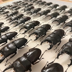 クワガタ 標本　アルキデスヒラタクワガタ　 1ケースの画像