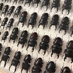 クワガタ 標本　アルキデスヒラタクワガタ　 1ケースの画像