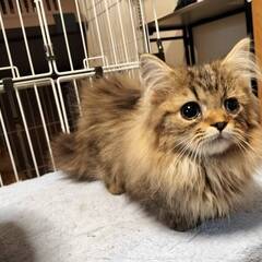 11月2日🌸✨すみれペットクリニック様でミヌエット🐈の譲渡会