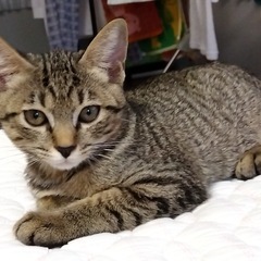 ☆可愛すぎる！ふわふわのキジくん☆