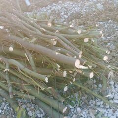 薪の材料にどうでしょうか？？の画像