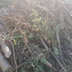 薪の材料にどうでしょうか？？の画像