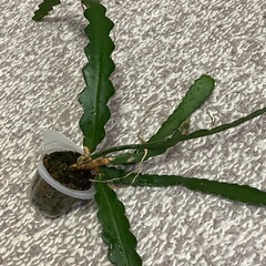 フィッシュボーンカクタス　　ジグザグサボテンの画像