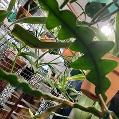 フィッシュボーンカクタス　　ジグザグサボテンの画像