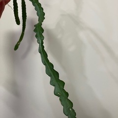 フィッシュボーンカクタス　　ジグザグサボテンの画像