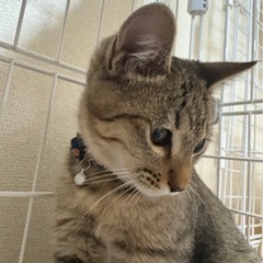 トライアル中😺キジトラ3兄妹🐈チーくん　血液検査済み
