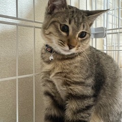 トライアル中😺キジトラ3兄妹🐈チーくん　血液検査済み - 岡山市