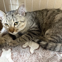 トライアル中😺キジトラ3兄妹🐈チーくん　血液検査済み - 里親募集