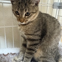 トライアル中😺キジトラ3兄妹🐈チーくん　血液検査済み - 猫