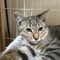 トライアル中😺キジトラ3兄妹🐈チーくん　血液検査済み − 岡山県