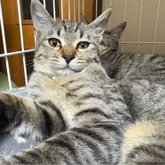 キジトラ3兄妹🐈ムーちゃん　血液検査済み