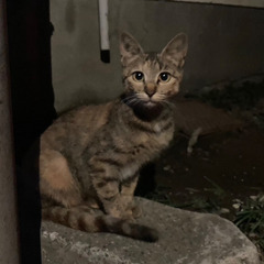 甘えん坊＆おしゃべり美人猫 こはく♀　避妊・ワクチン済