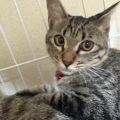 キジトラ3兄妹　みーちゃん🐈血液検査済み