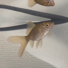 金魚の画像