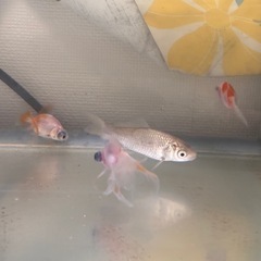 金魚の画像