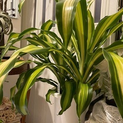 ドラセナワーネッキーの画像