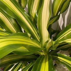 ドラセナワーネッキーの画像