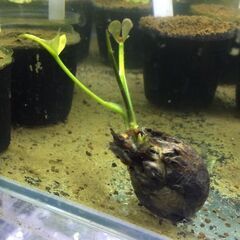 熱帯睡蓮　レッドフラワー　球根の画像