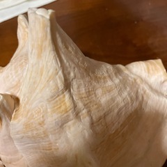 貝の置物（大）の画像