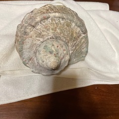 貝の置物（中）の画像