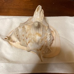 貝の置物の画像