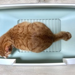 猫用　システムトイレの画像
