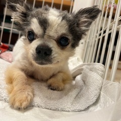 チワワ推定16歳