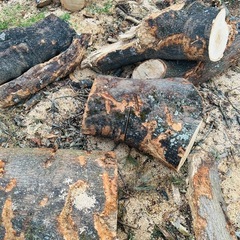 【無料】広葉樹　薪の画像