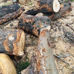 【無料】広葉樹　薪の画像