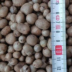 むかご(自然薯)の画像