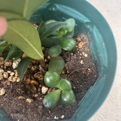 シャリンバイの画像