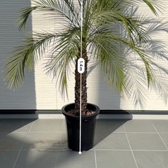 フェニックスロベレニー　引き続き限定　約140cm140cmの画像